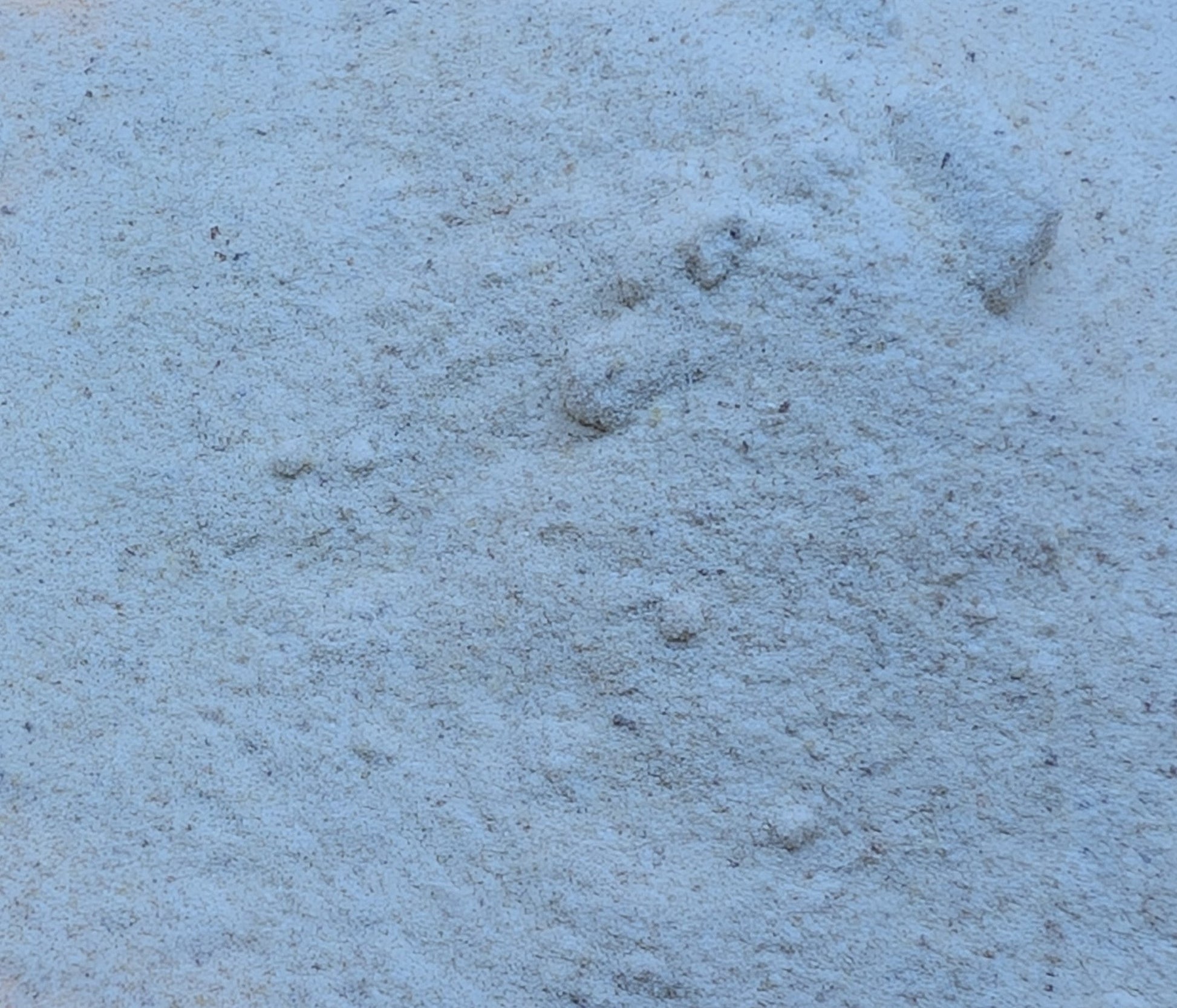 Poudre précieuse Oliban Nature 100% pure